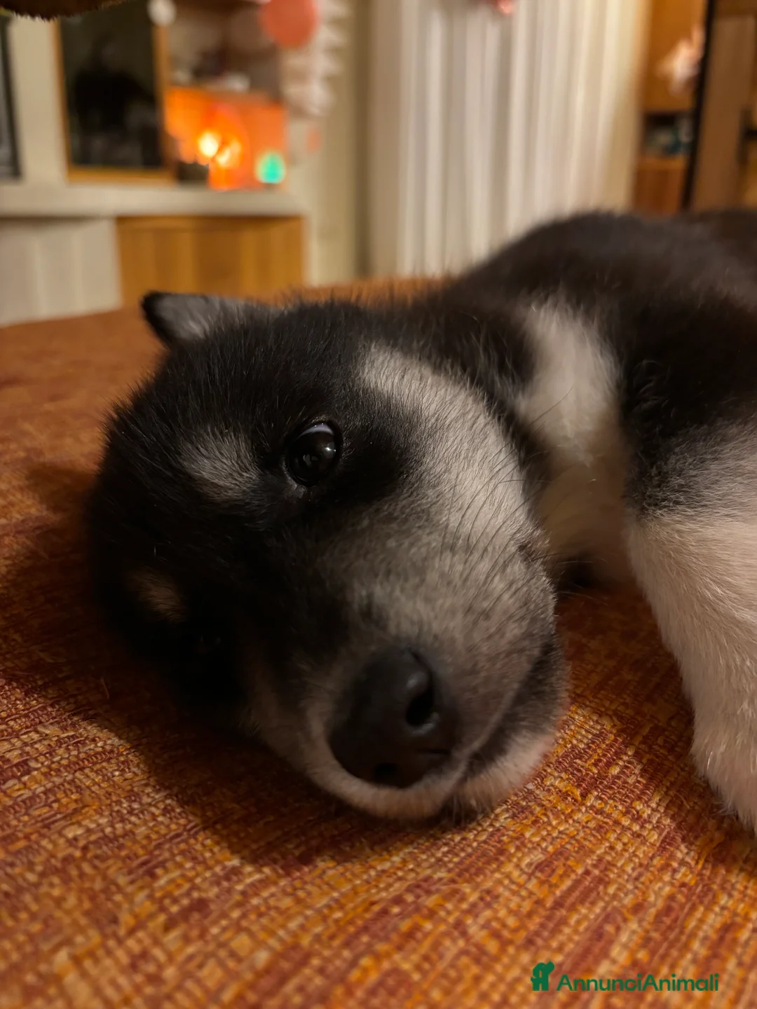 Husky cani in vendita: Cucciolata Siberian Husky - Annuncio 7