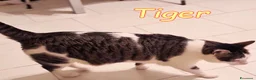 Europeo gatti in regalo: TIGER E #COCCO DUE AMICI DA NON SEPARARE a Città metropolitana di Milano - Annuncio 3