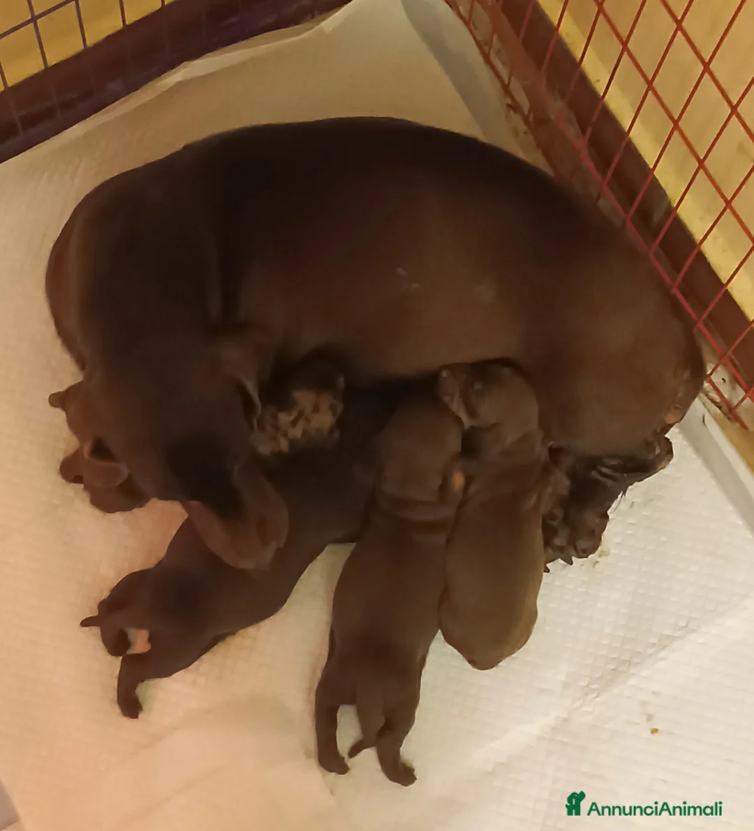 Bassotto cani in vendita: Cucciolo maschio di bassotto con Pedigree.  - Annuncio 9