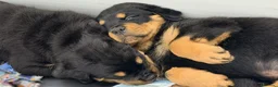 Rottweiler cani in vendita: Bellissima cucciola di Rottweiler - Annuncio 2