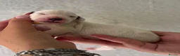 Dalmata cani in vendita: Dalmata  - Annuncio 6