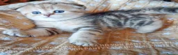 Scottish gatti in vendita: Cuccioli Scottish Fold con Pedigree - Annuncio 17