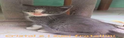 Europeo gatti in regalo: Adozione urgente  Cristal e i suoi fratellini  - Annuncio 2