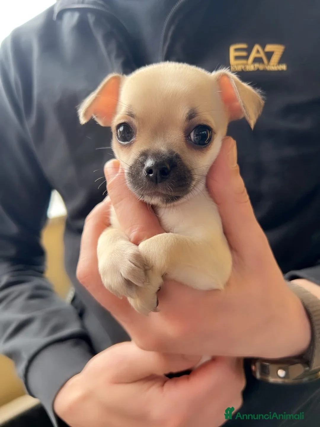 Chihuahua cani in vendita: Extra chihuahua  - Annuncio 4