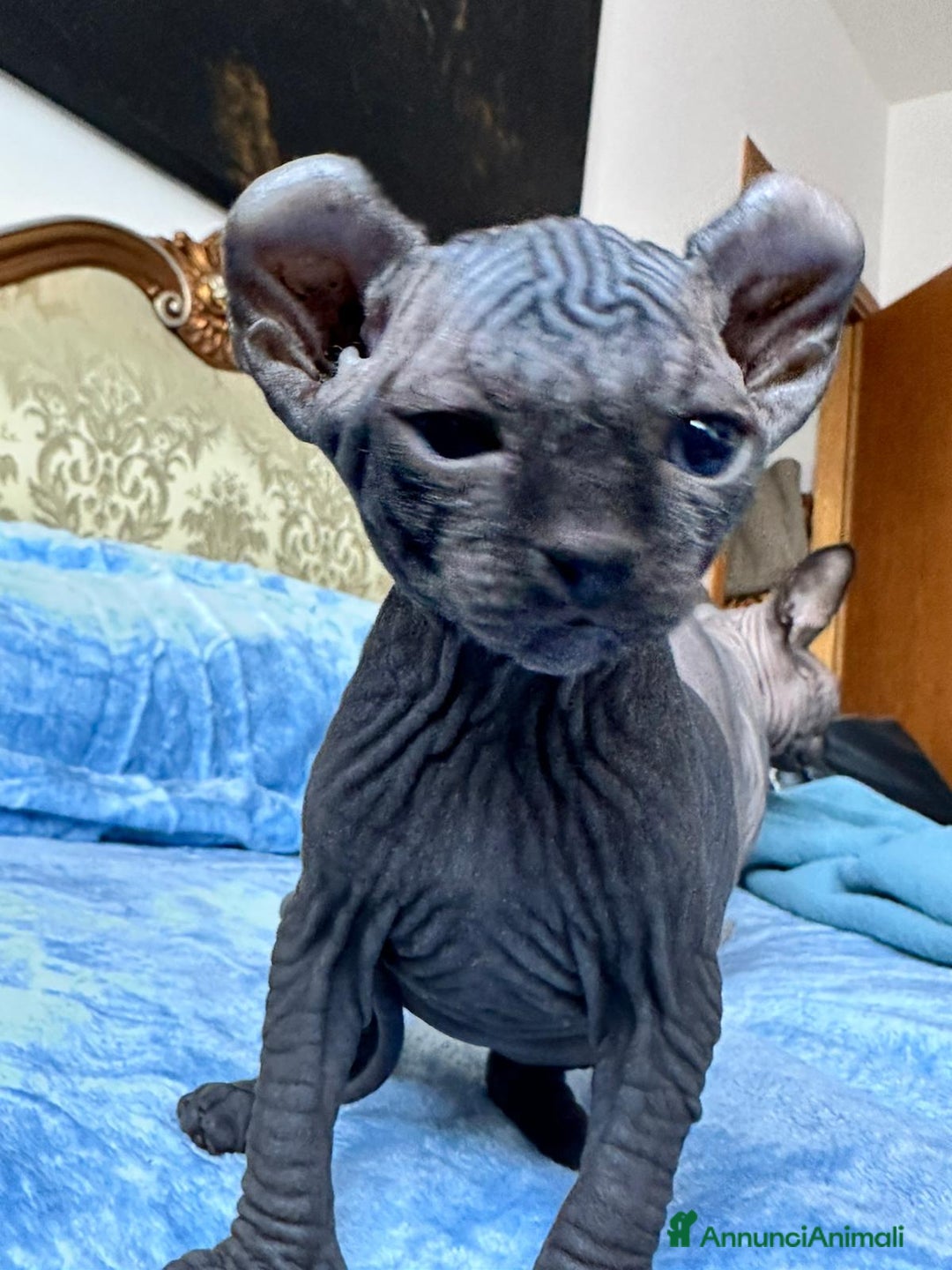 Sphynx gatti in vendita: Splendidi cuccioli sphynx/elf - Annuncio 3