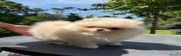 Volpino Pomerania cani in vendita: Volpino di Pomerania  - Annuncio 6