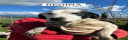 Meticcio cani in regalo: Regina, la 2^ di 3 cucciole bellissime e monelle - Annuncio 4