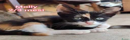 Altre razze gatti in regalo: ADOTTA UN GATTINO a Provincia di Reggio Emilia - Annuncio 2