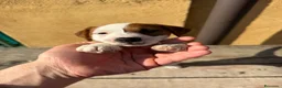 Jack Russell cani in vendita: Cucciolo Maschio Jack Russell terrier pelo liscio a Provincia di Pavia - Annuncio 6