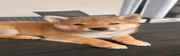 Shiba Inu cani in vendita: Meravigliosi cuccioli di Shiba Inu - Annuncio 1