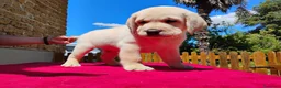 Labrador cani in vendita: Cucciolo labrador miele  - Annuncio 2