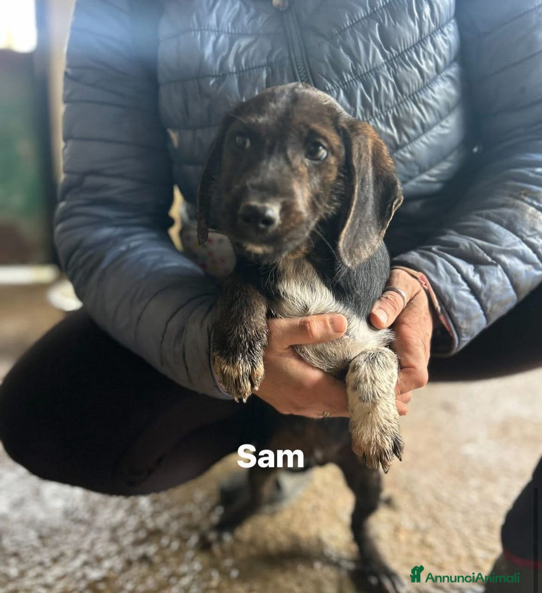Meticcio cani in regalo: CUCCIOLI TG P - Annuncio 2