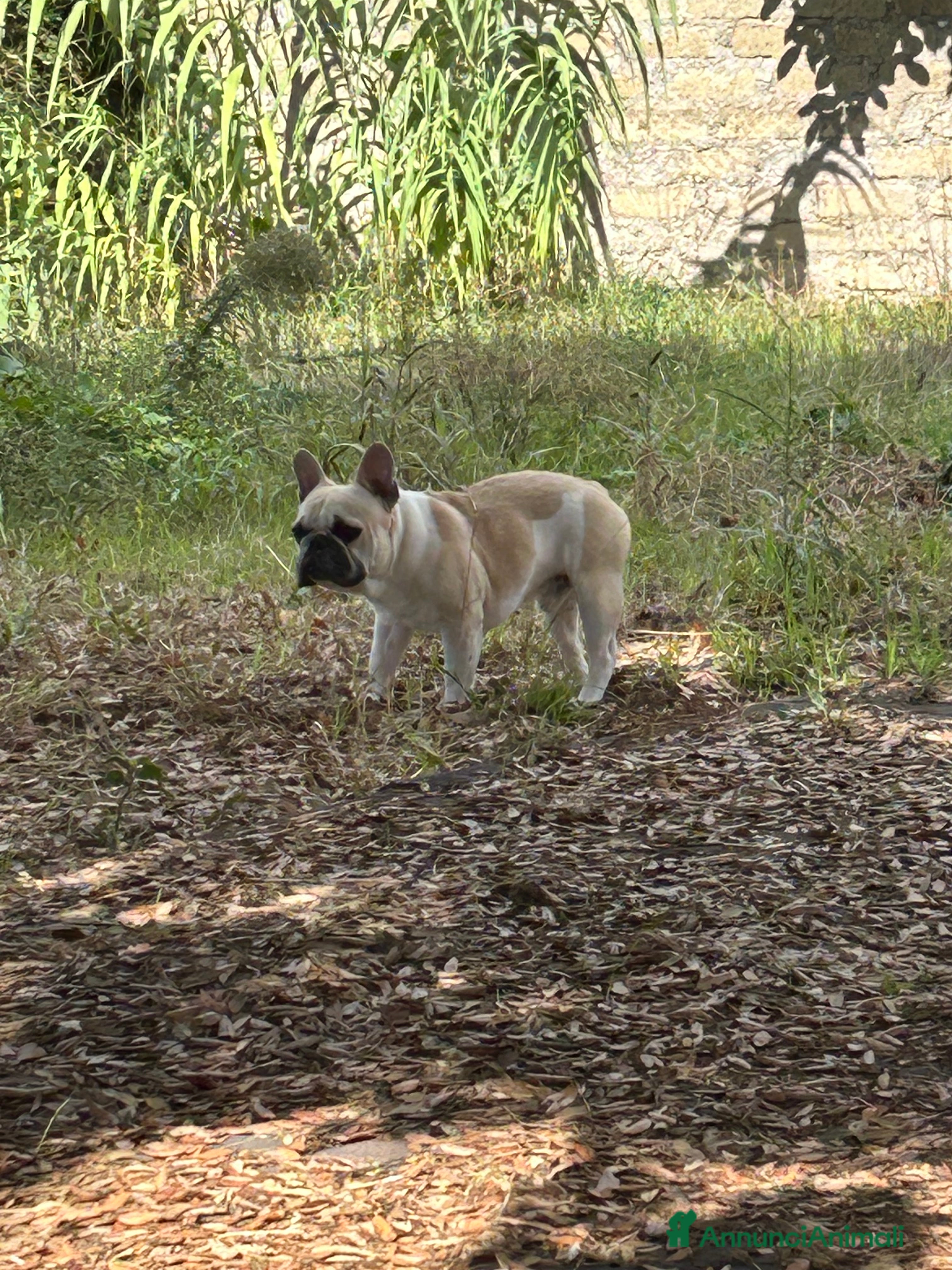 Bulldog Francese cani Accoppiamento  - Annuncio 2