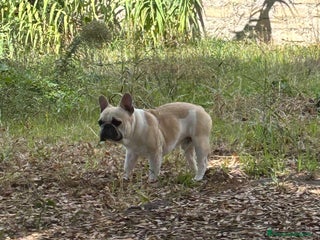 Bulldog Francese cani Accoppiamento - Annuncio 8