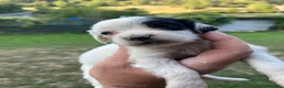 Setter Inglese cani in vendita: Cuccioli setter inglese a Provincia di Bergamo - Annuncio 2