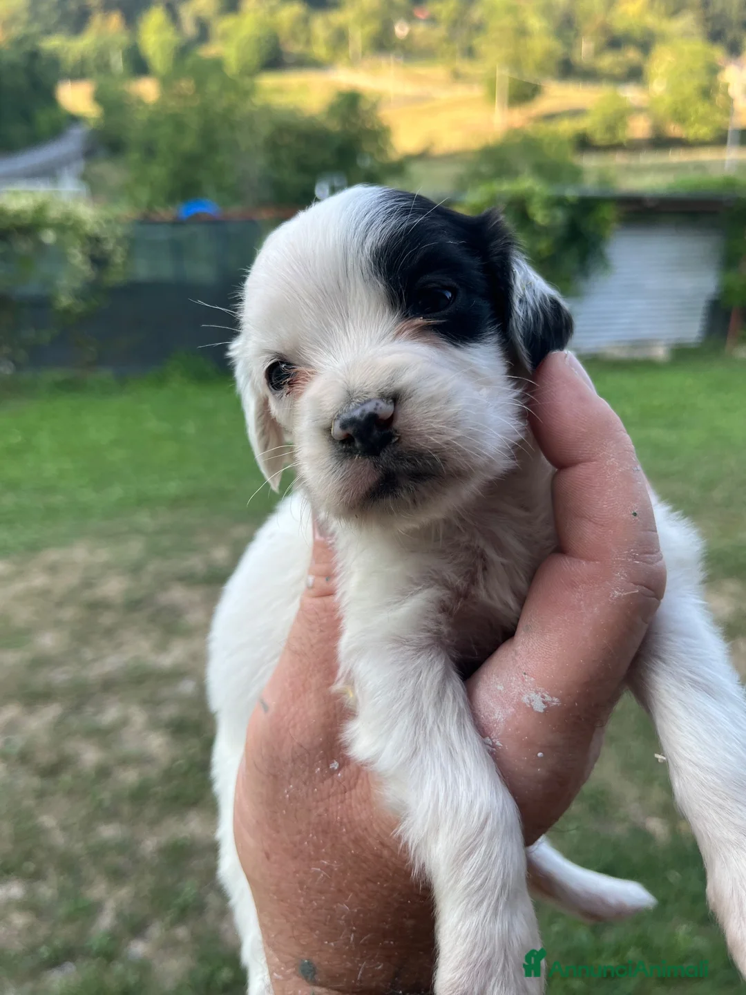 Setter Inglese cani in vendita: Cuccioli setter inglese a Provincia di Bergamo - Annuncio 2