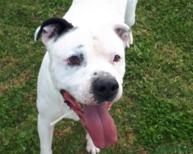 Meticcio cani Adozione del cuore per il dolce Klaus  a Roma - Annuncio 12