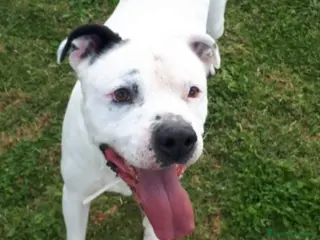 Meticcio cani Adozione del cuore per il dolce Klaus a Roma - Annuncio 23