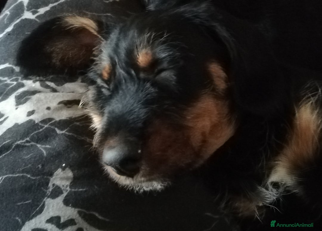 Bassotto cani in vendita: Bassotto pelo duro  - Annuncio 20