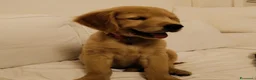 Golden Retriever cani in vendita: Disponibile cucciola di Golden retriever  - Annuncio 5
