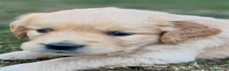 Golden Retriever cani in vendita: Allevamento sleepingbeauty golden - Annuncio 3