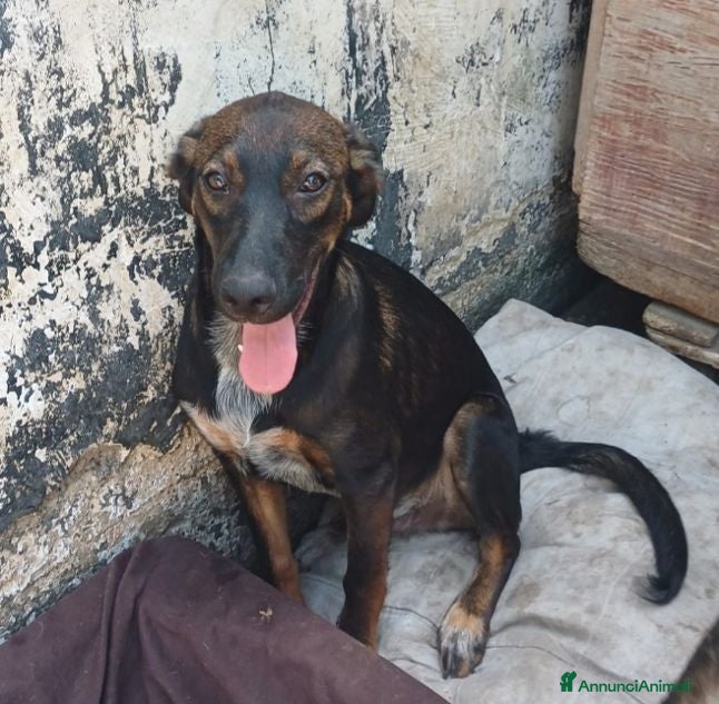 Meticcio cani ORAZIO affettuoso coccolone - Annuncio 2