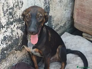 Meticcio cani ORAZIO affettuoso coccolone - Annuncio 2