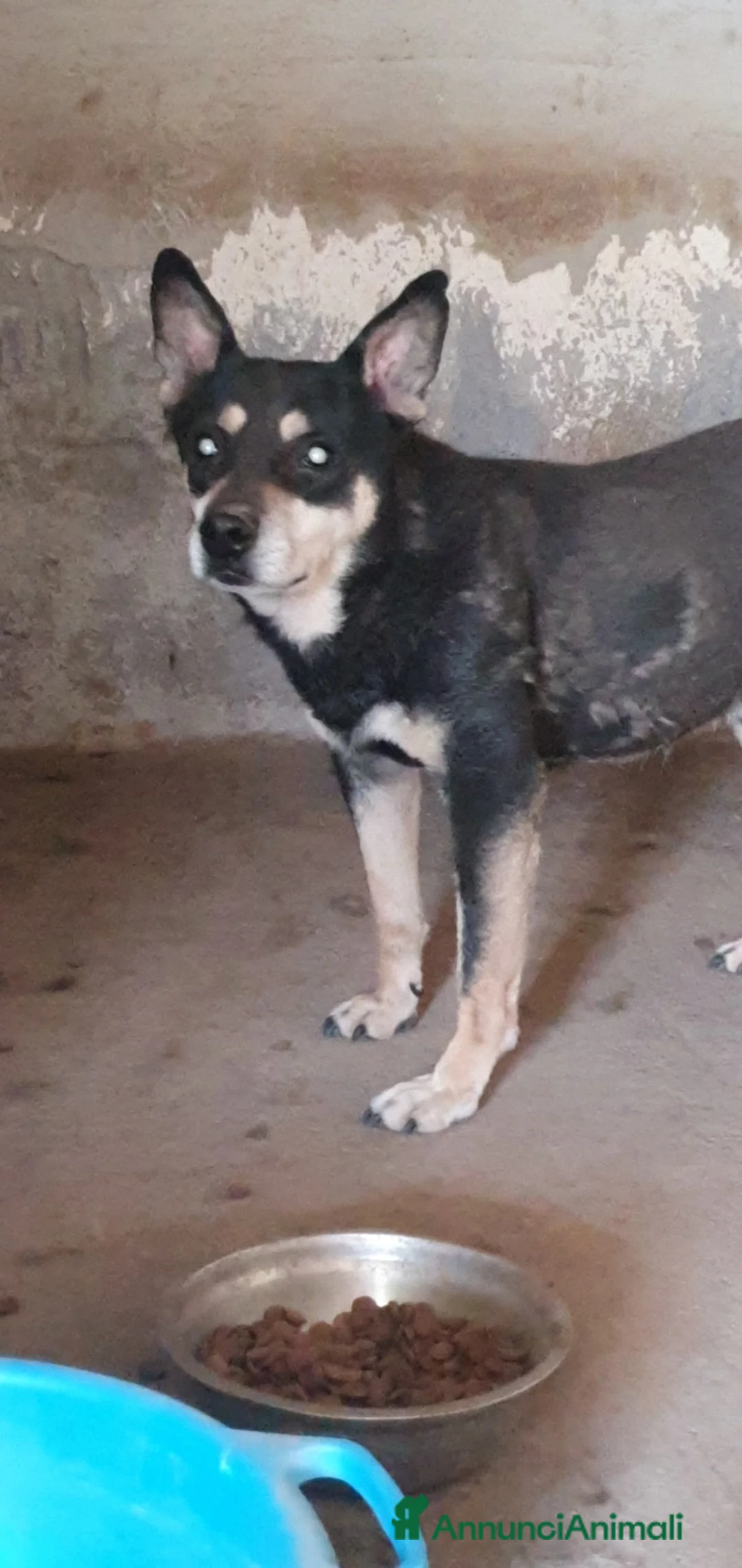 Meticcio cani in regalo: Marley in canile - Annuncio 2