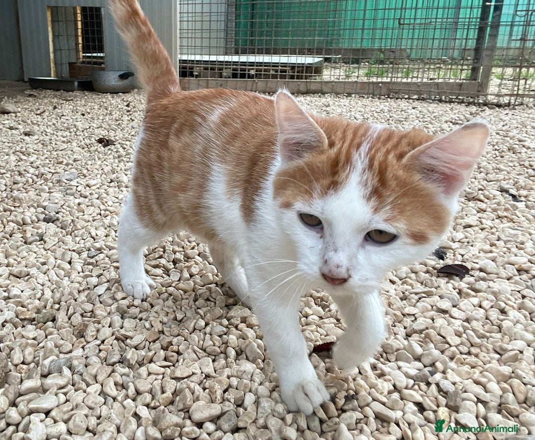 Meticcio gatti in regalo: MIAO MIAO MI ADOTTI? - Annuncio 6