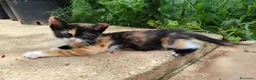 Altre razze gatti in regalo: GATTINI ABBANDONATI: EMERGENZA  a Città metropolitana di Milano - Annuncio 2