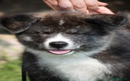 Akita Inu cani in vendita: Akita Inu  a Provincia di Belluno - Immagine 3