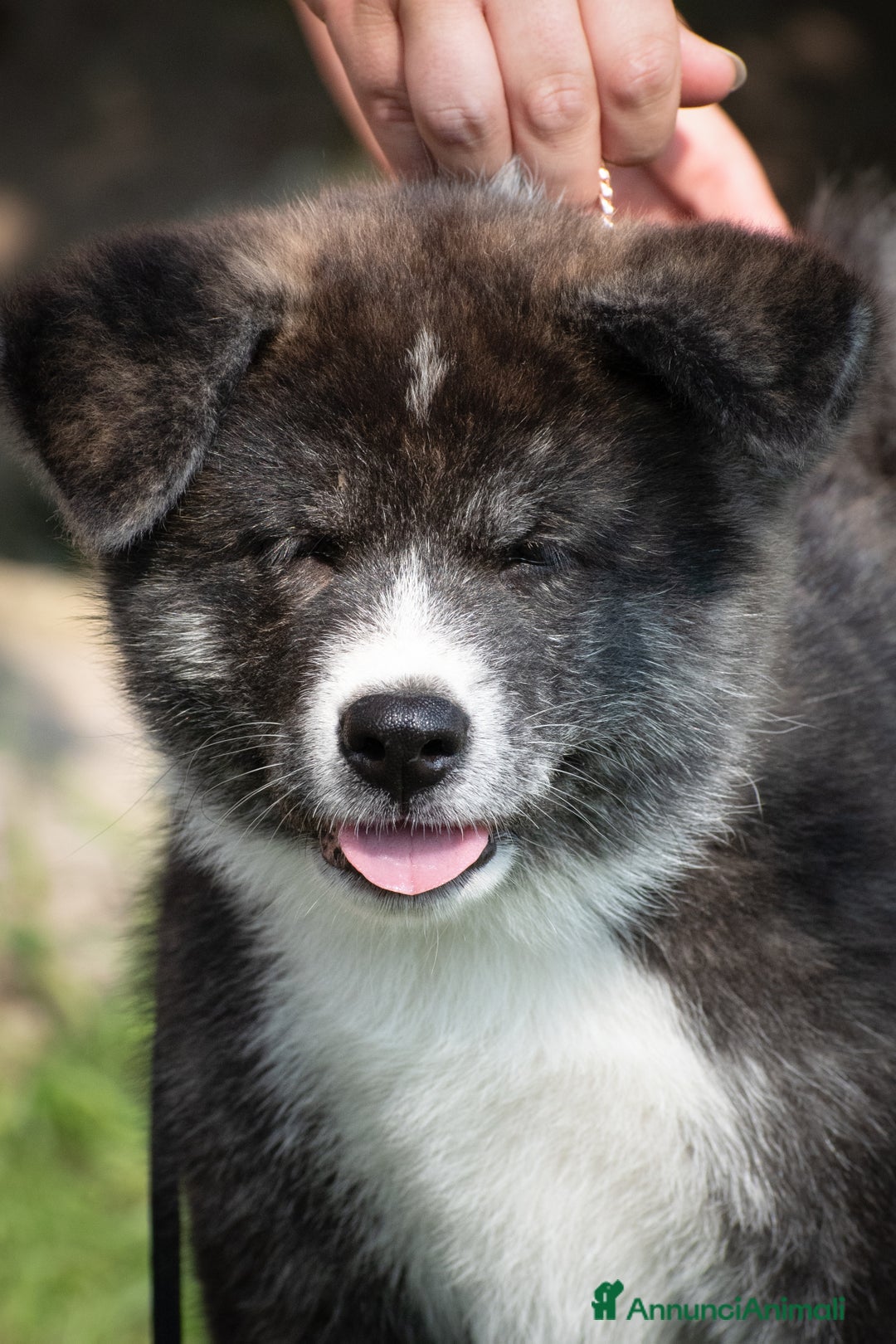 Akita Inu cani in vendita: Akita Inu  a Provincia di Belluno - Immagine 3