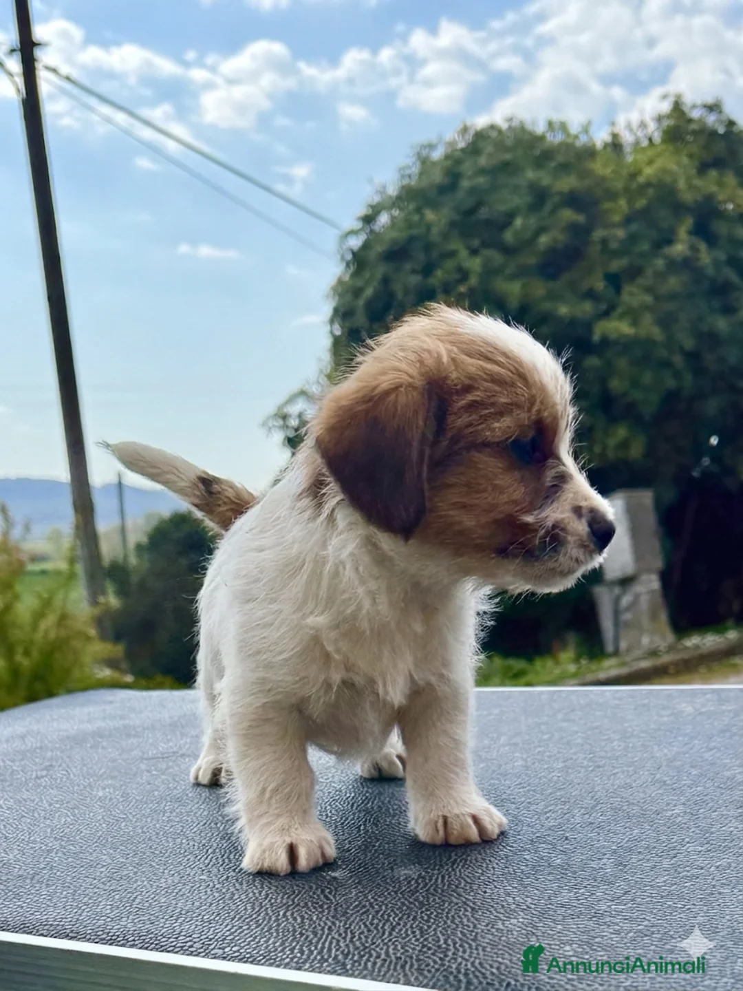 Jack Russell cani in vendita: Jack Russell alta genealogia ruvidi e broken a Provincia di Terni - Annuncio 2