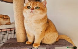 Scottish gatti in vendita: Scottish  a Provincia di Pavia - Immagine 10