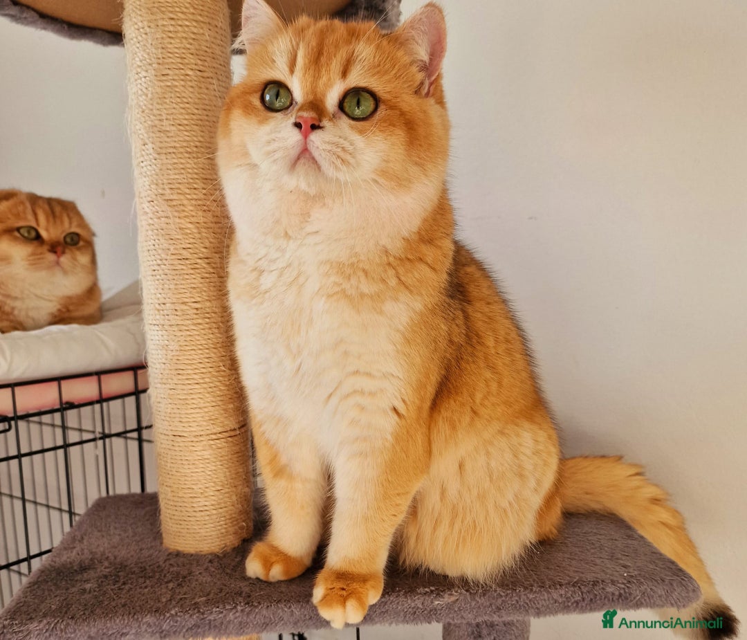 Scottish gatti in vendita: Scottish  a Provincia di Pavia - Immagine 10