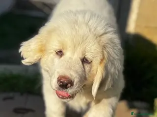 Cane da Montagna dei Pirenei cani Nello gigantone 3 mesi socievole - Annuncio 3