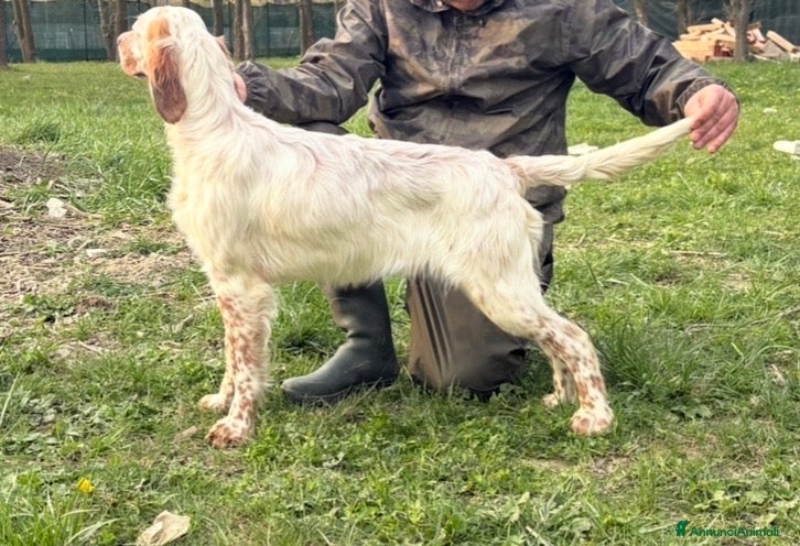 Setter Inglese cani Cucciolo figlio di campioni  - Annuncio 3