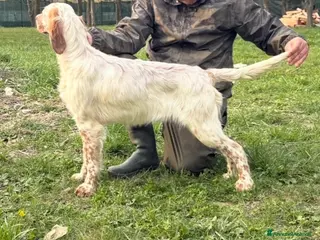 Setter Inglese cani Cucciolo figlio di campioni - Annuncio 3