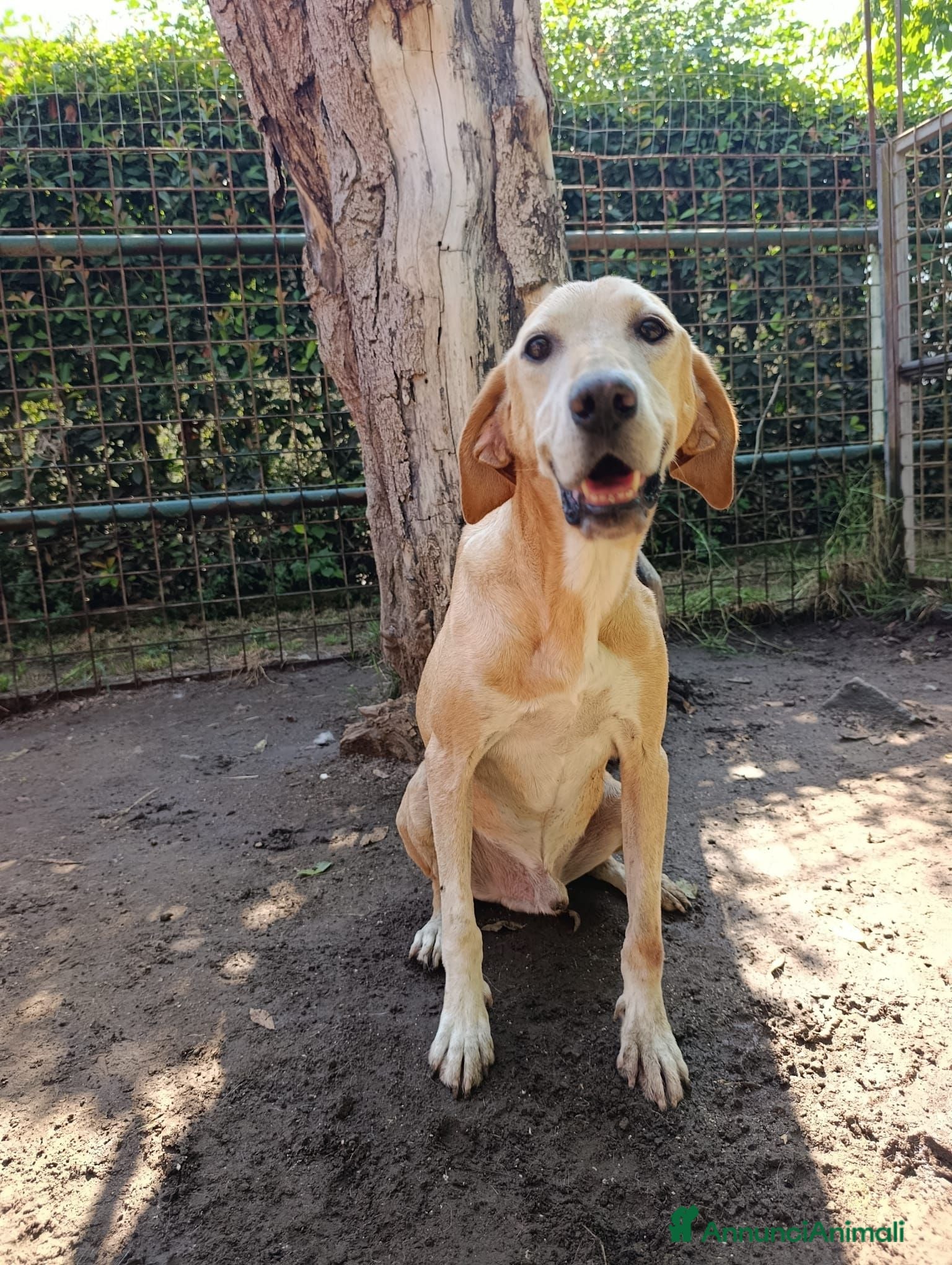 Meticcio cani ORIONE: infinitamente dolce con tutti  - Annuncio 6