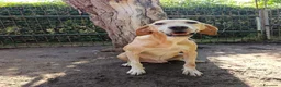 Meticcio cani in regalo: ORIONE: infinitamente dolce con tutti  - Annuncio 1