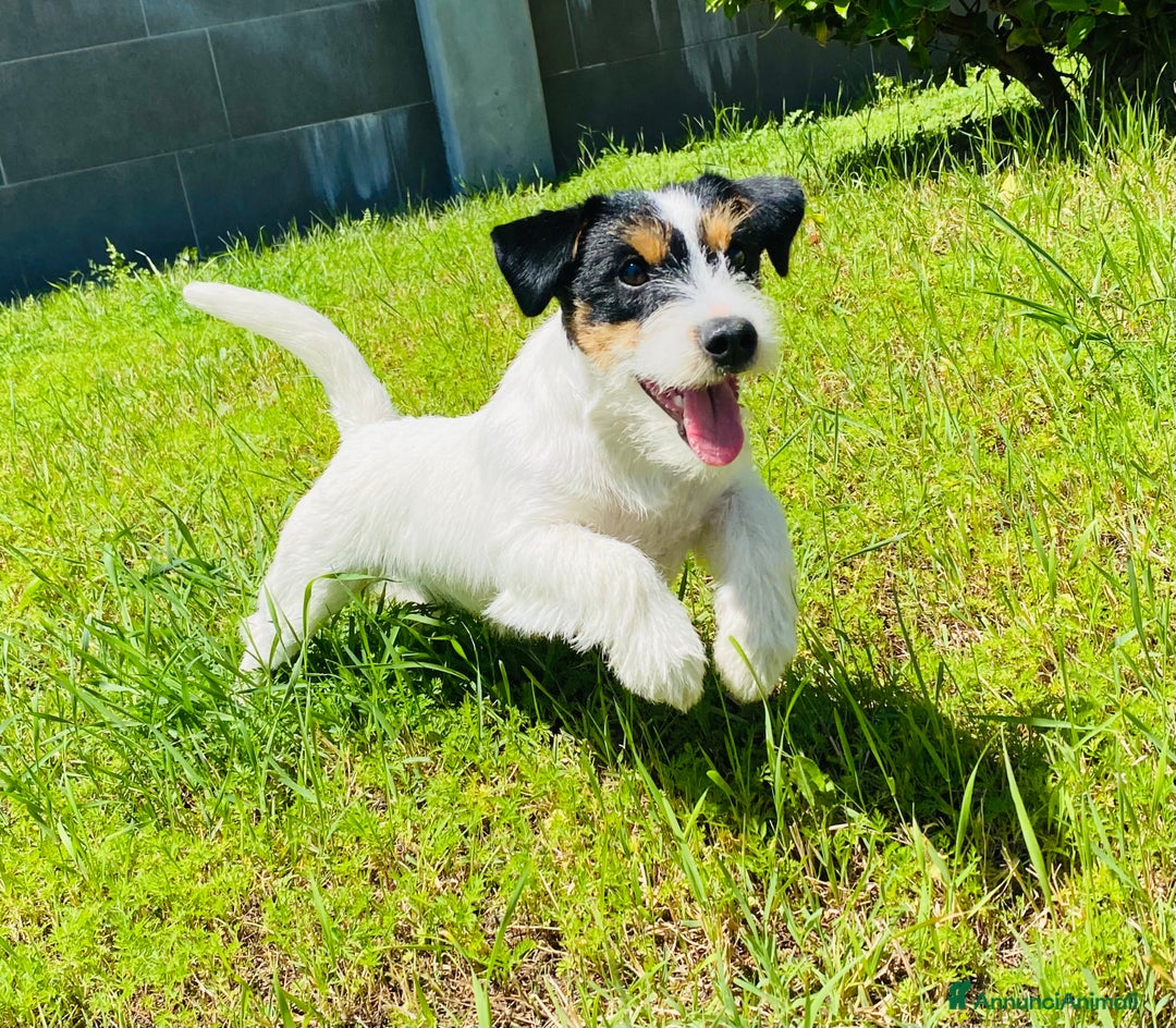 Immagine della galleria {{count}}