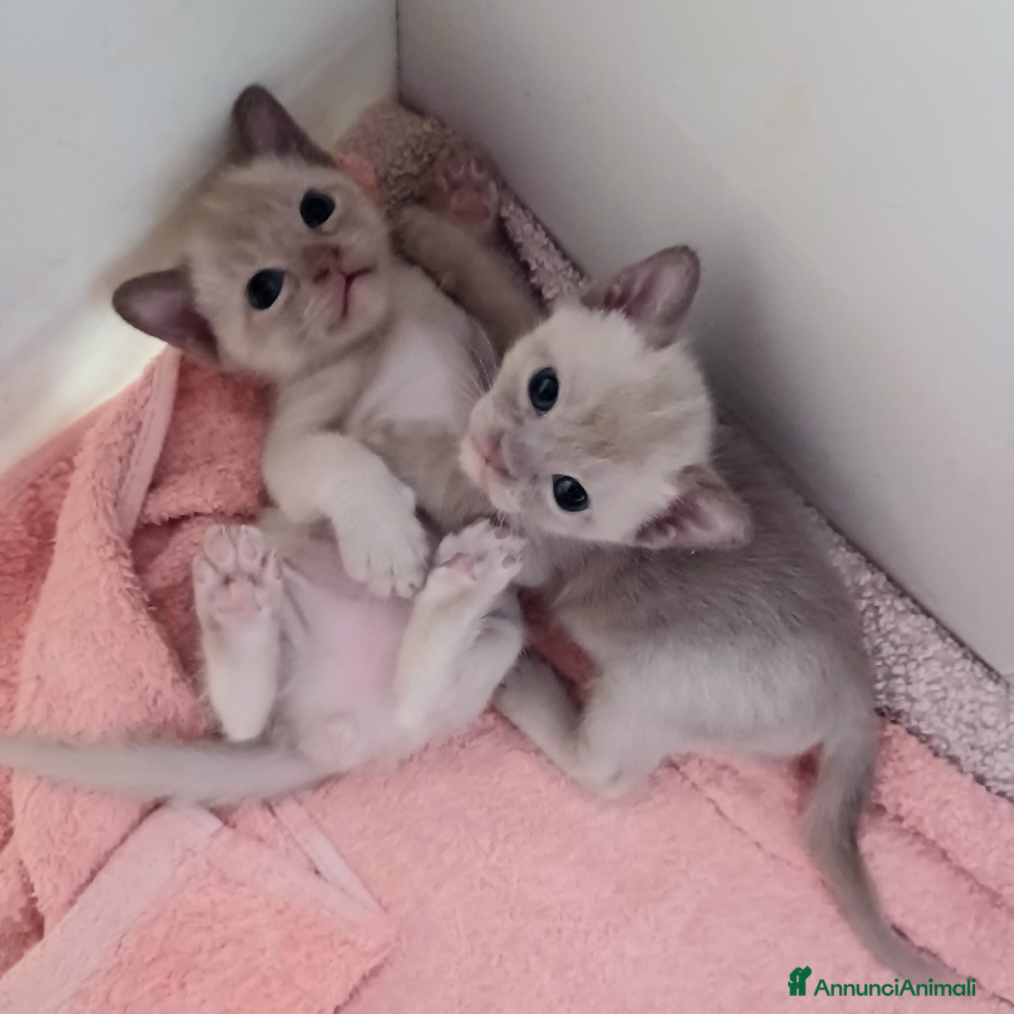 Burmese gatti Gattine Burmese Europei Chocolate Brown - Annuncio 2