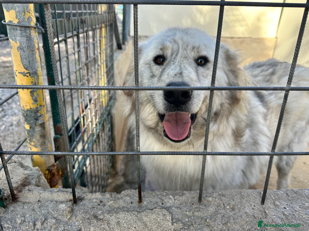Meticcio cani in regalo: Sansone  - Annuncio 1