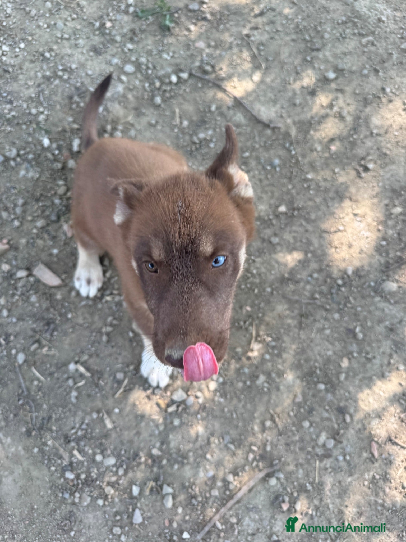 Husky cani Cucciolo Red solid occhio azzurro - Annuncio 3