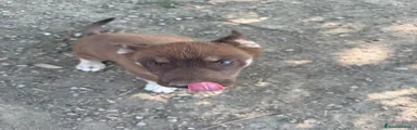 Husky 1