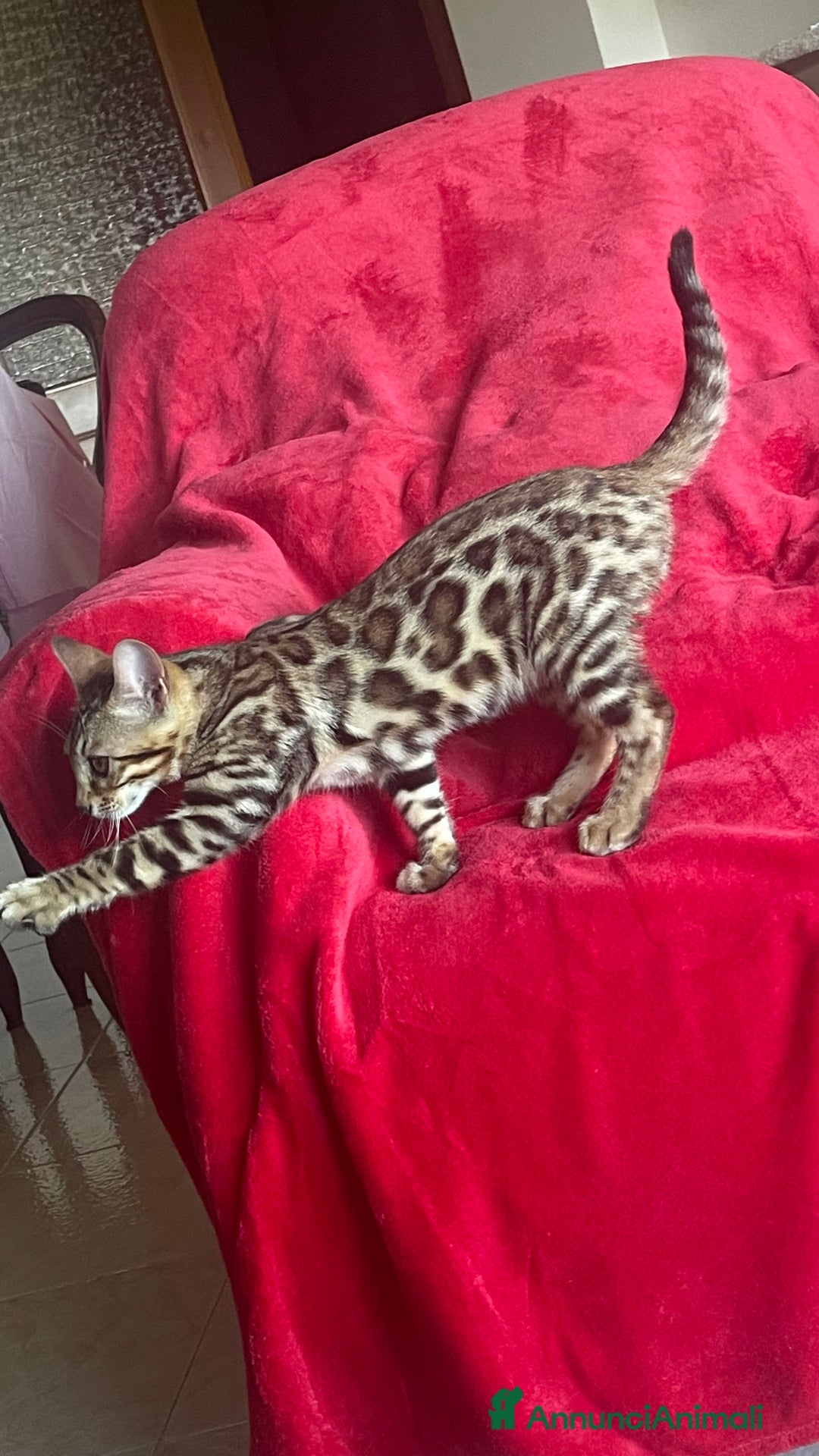 Bengala gatti in vendita: Cucciolo bengala a Provincia di Frosinone - Immagine 24