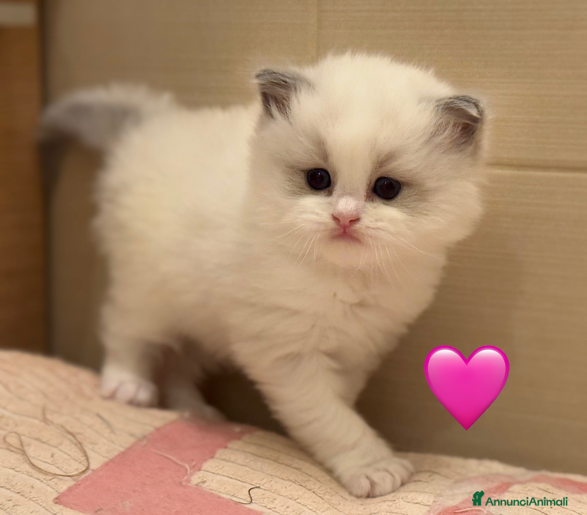 Ragdoll gatti Cuccioli Ragdoll Bicolor - Annuncio 23