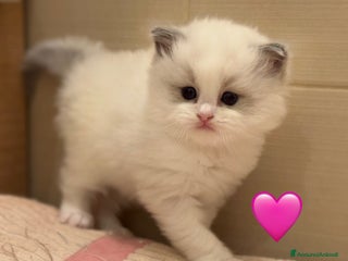 Ragdoll gatti Cuccioli Ragdoll Bicolor - Annuncio 1