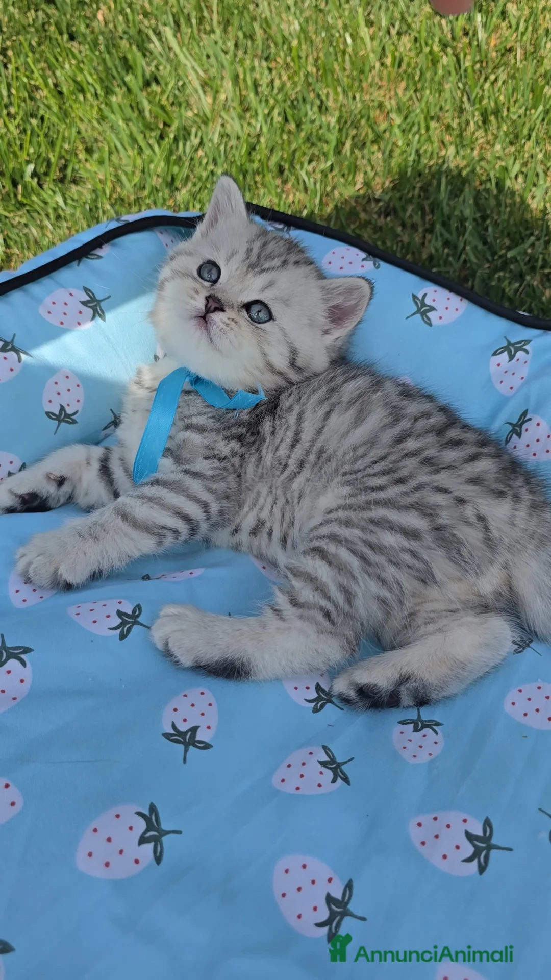 Scottish gatti in vendita: Scottish Fold e straight silver - Annuncio 2