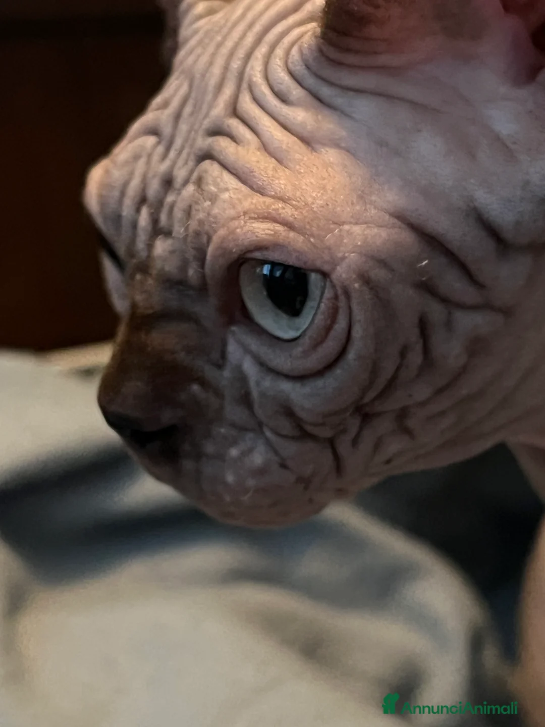 Sphynx gatti in vendita: Sphynx  - Annuncio 3